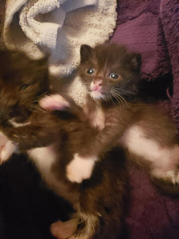 Bottle-baby Frankie & Myrna