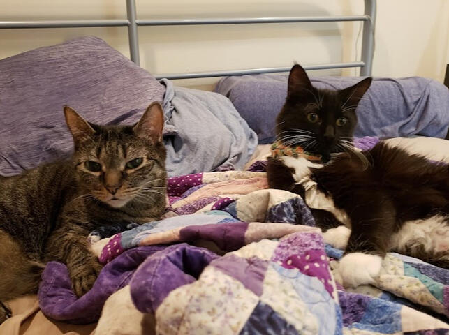 Wulfie and Frankie chilling