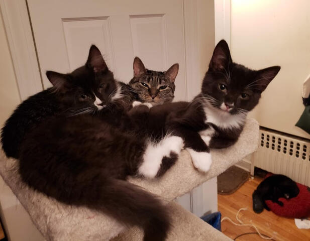 Golde, Wulfie & Myrna