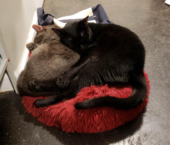 Roger &amp; Nim snugglin&#39;