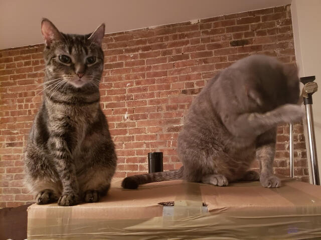 Wulfie &amp; Roger chillin&#39; on a box
