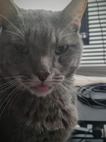 Roger blepping