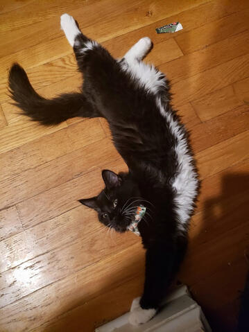 Long-girl Frankie