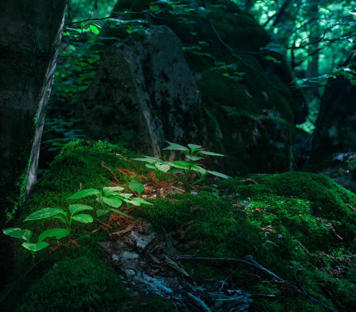 Image credit: Hamed Hosseini via unsplash.com